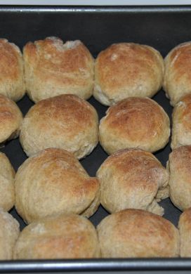 Basic Whole Wheat Rolls 