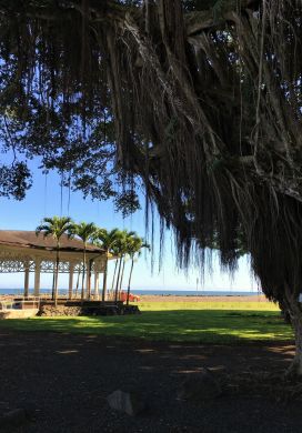 Banyan tree in foreground with pavilion and ocean in background, downtown Hilo, Hawaii