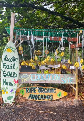 Fruit stand stocked with bananas and citrus fruits