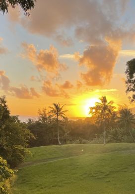 Palm trees with a sunset