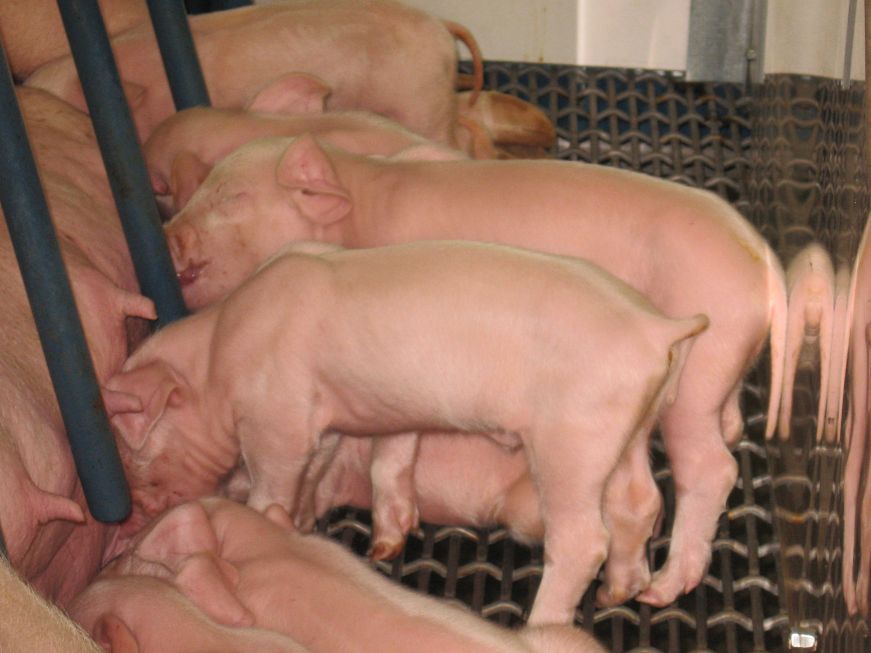 Piglets