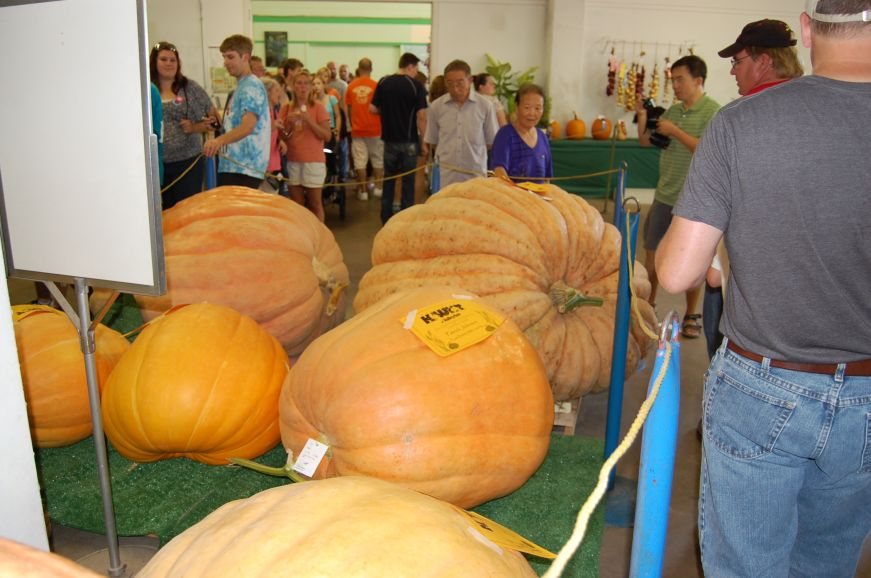 Giant Pumpkins