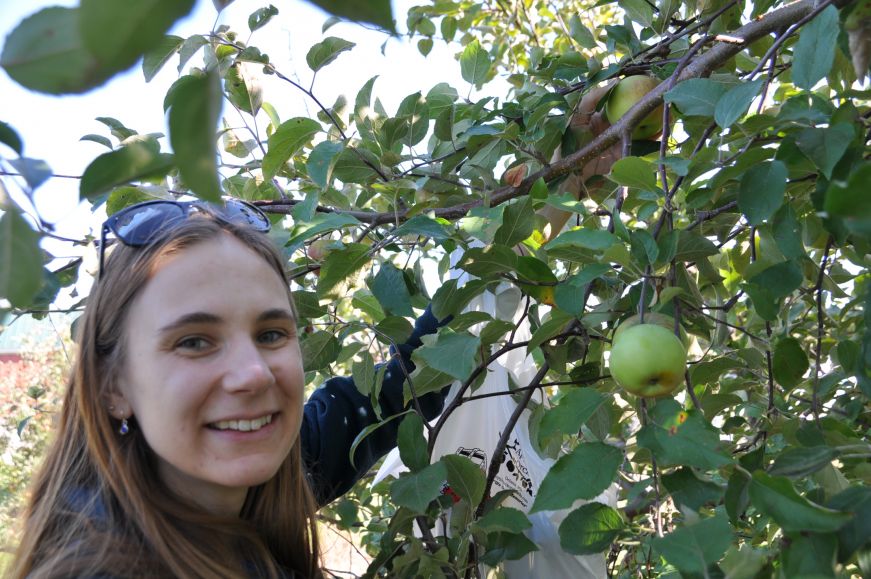 Apple picking