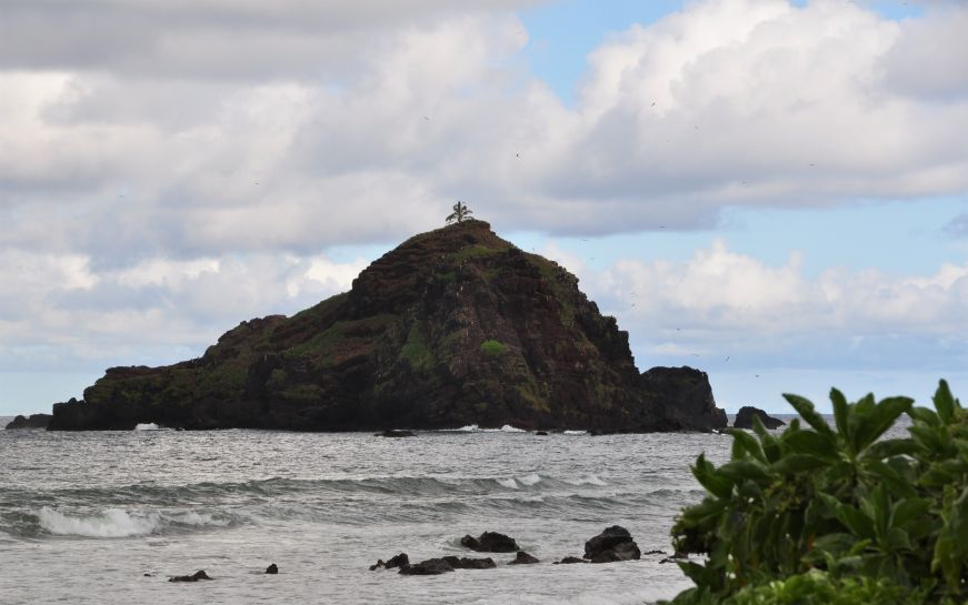 Rocky island with palm tree growing at top