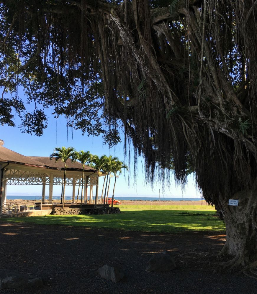 Banyan tree with pavillion and ocean in background, downtown Hilo, Hawaii