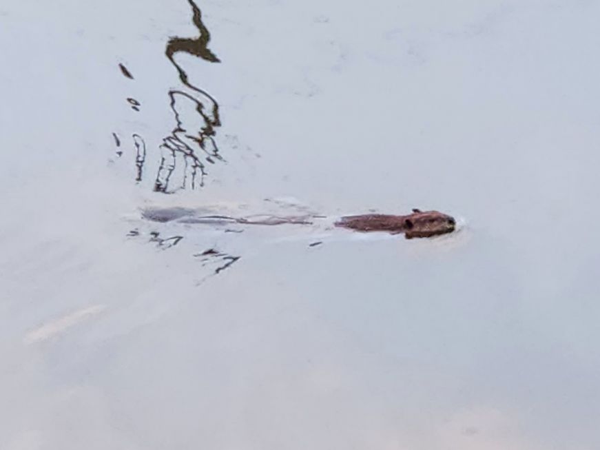 Beaver swimming in a river