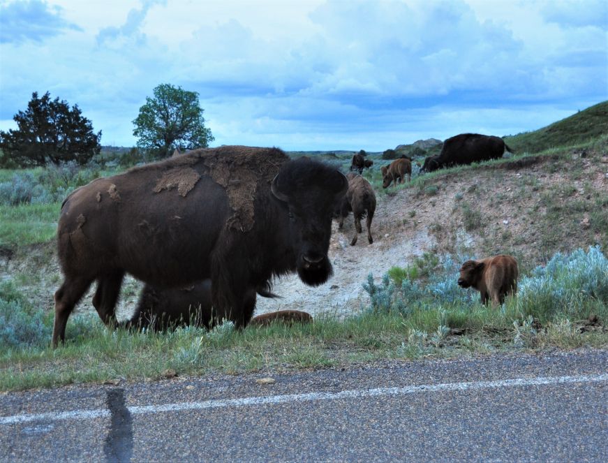Bison along road at Theodore Roosevelt National Park, North Dakota