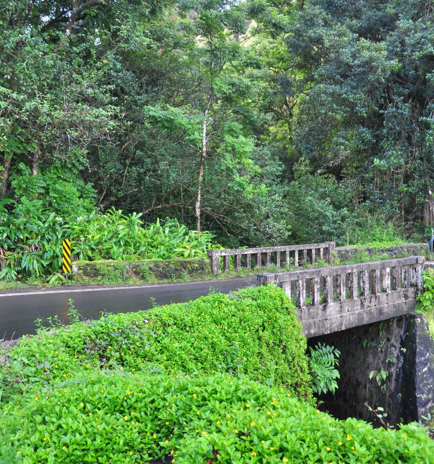 One-lane bridge through a rainforest