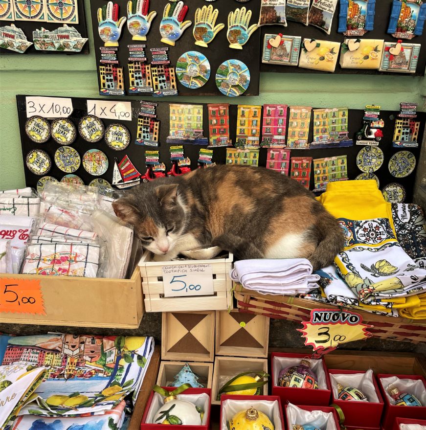 Can napping on top souvenir tea towels with magnets in the background