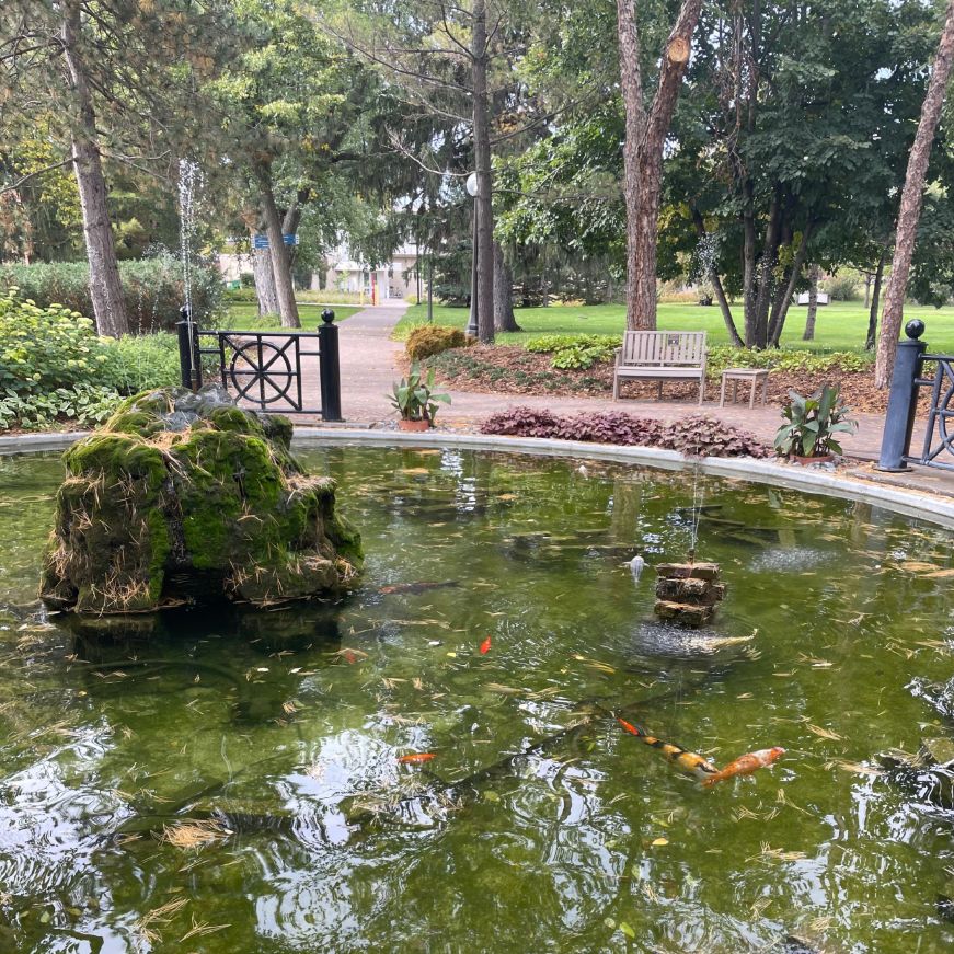 Koi pond surrounded by trees
