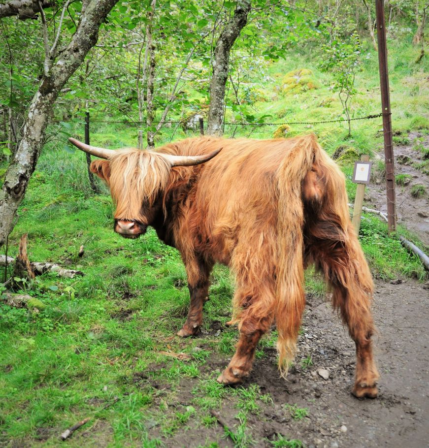 Cow spotted on a hike near Flåm