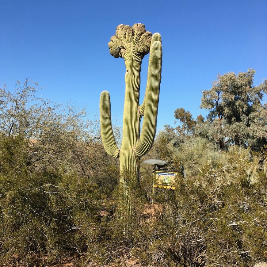 Crested saguaro cactus, Desert Botanical Garden