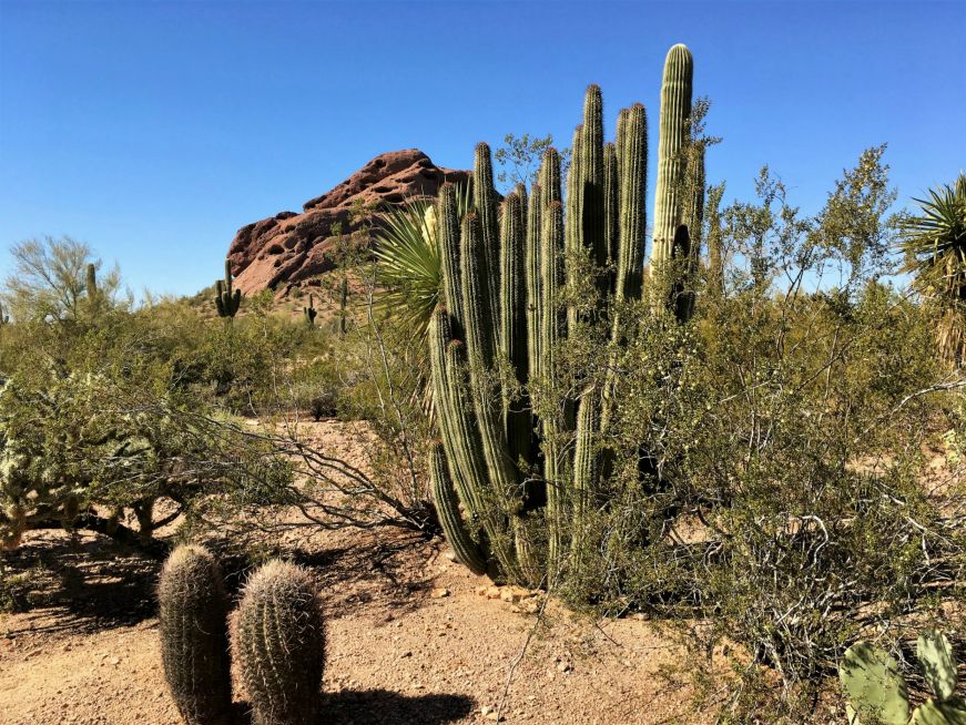 Desert Botanical Garden