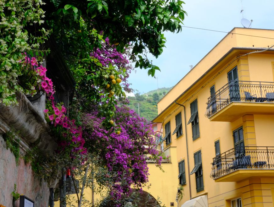 Trees with purple and pink flowers and lemons on them with a yellow building in the background