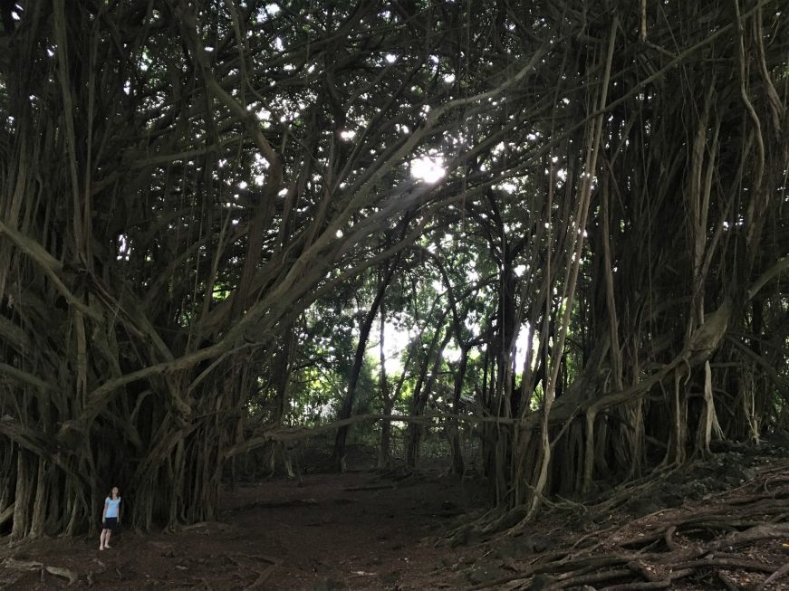 Giant banyan tree with a very small person for scale, near Rainbow Falls, Hilo, Hawaii