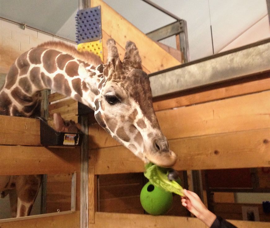 Feeding a giraffe at Como Park Zoo