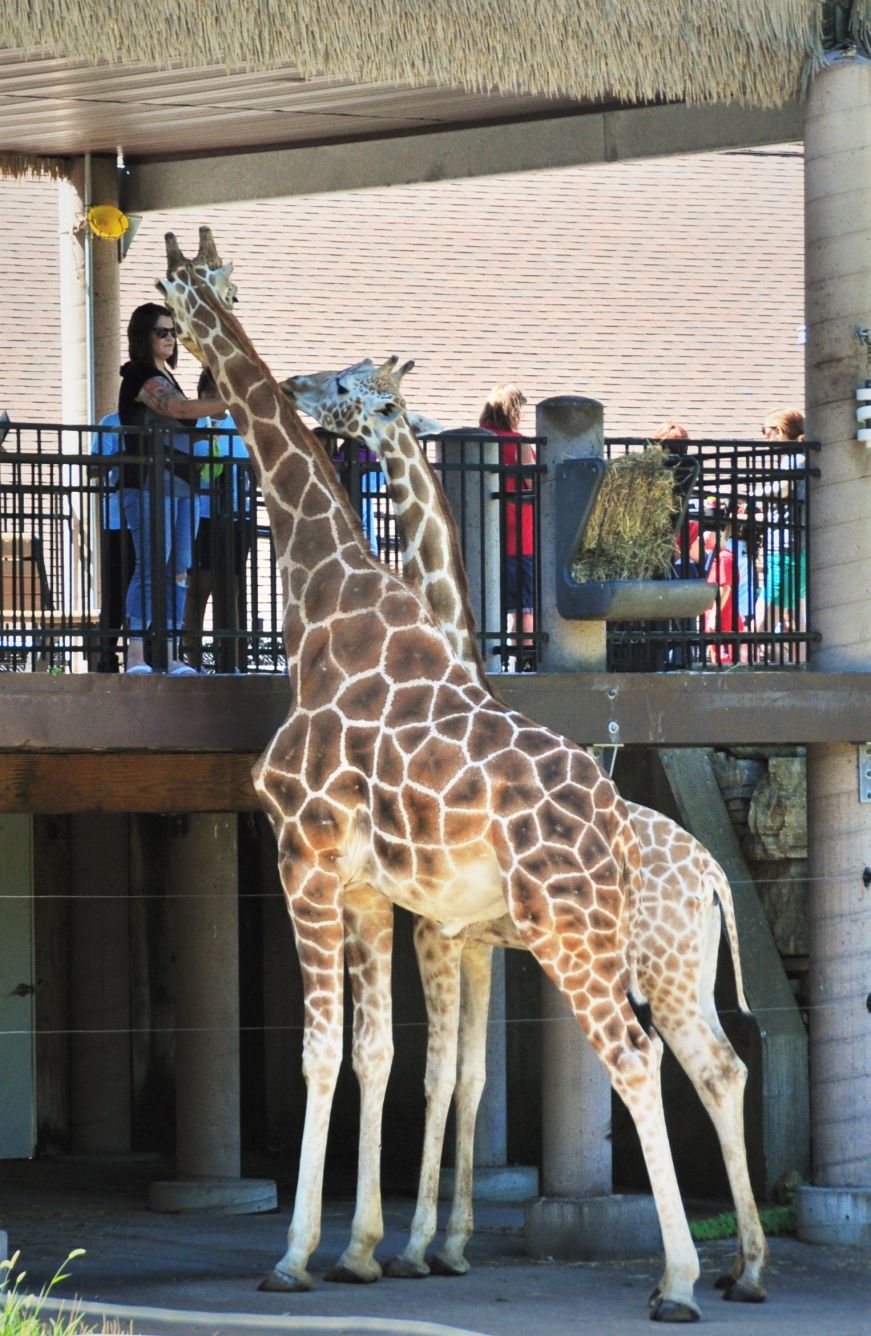 Giraffe feeding at Niabi Zoo, Coal Valley