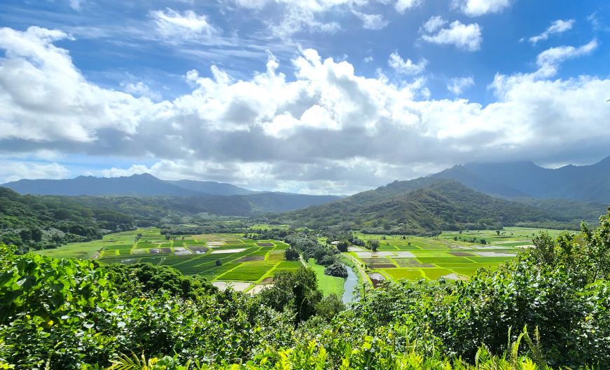 Lush valley with taro fields surrounded by mountains