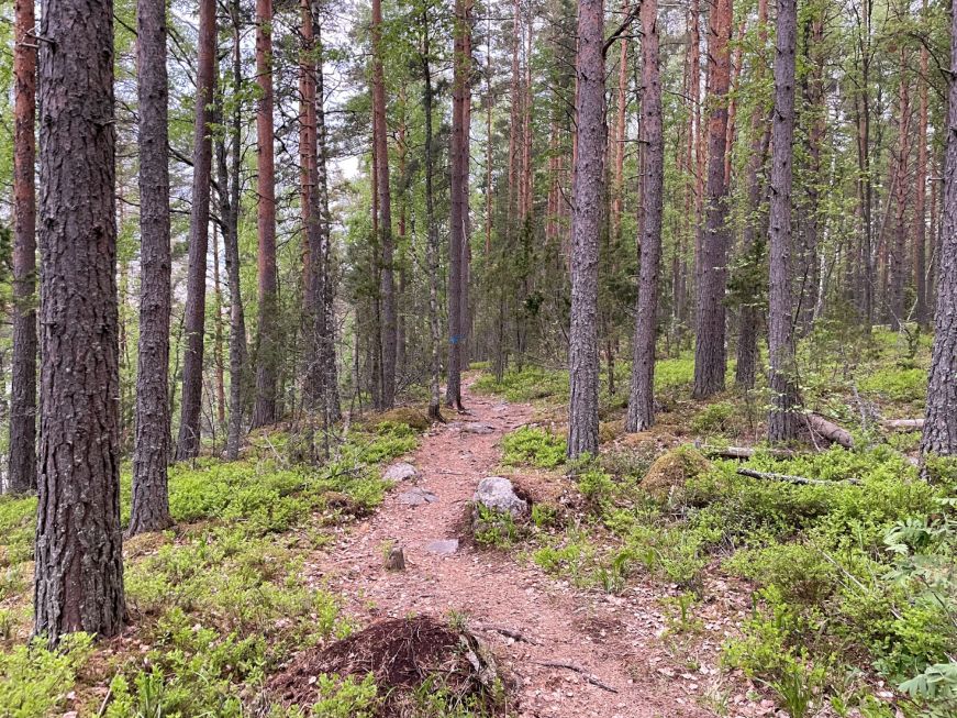 Hiking trail through a pine forest