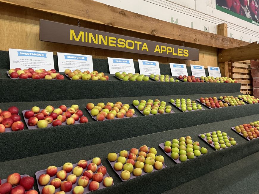 Display of different varieties of apples