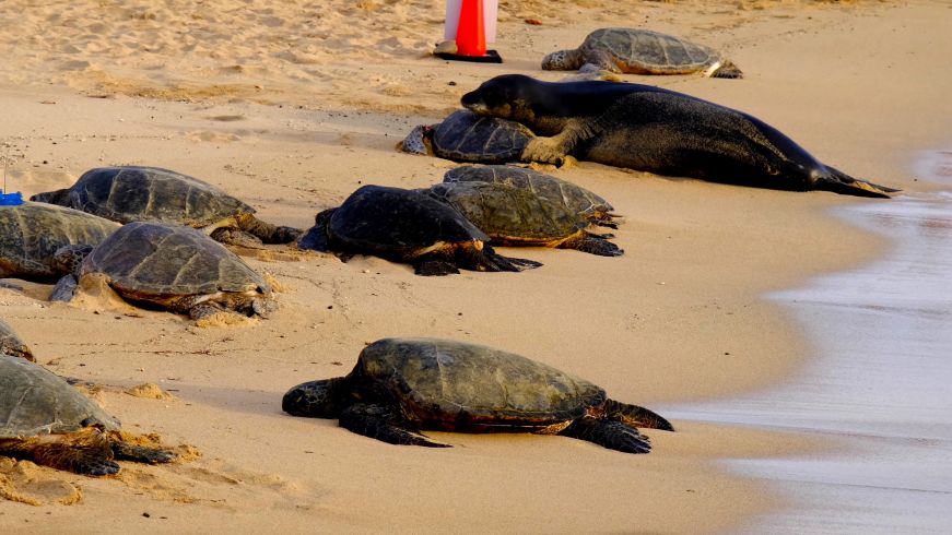 Several sea turtles and a Hawaiian monk seal on a beach