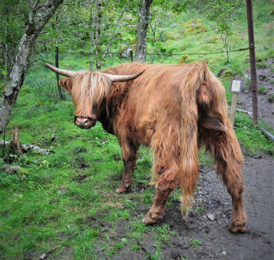 Long-haired bull with long horns glaring at camera on a muddy trail, Flam, Norway