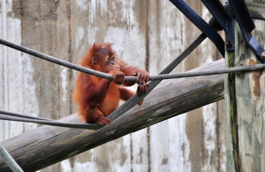 Orangutan at Como Park Zoo