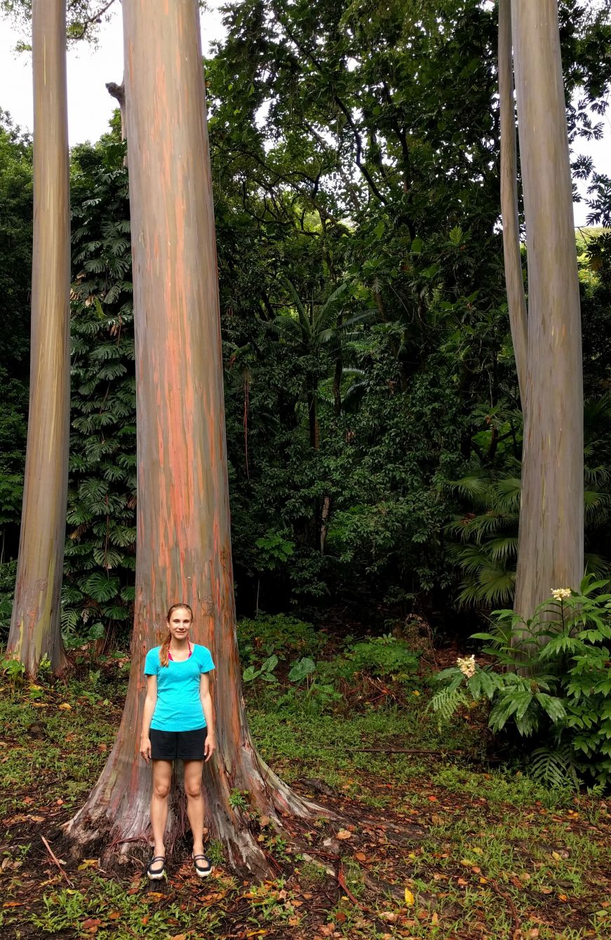 Painted Eucalyptus Trees, Ke'anae Arboretum