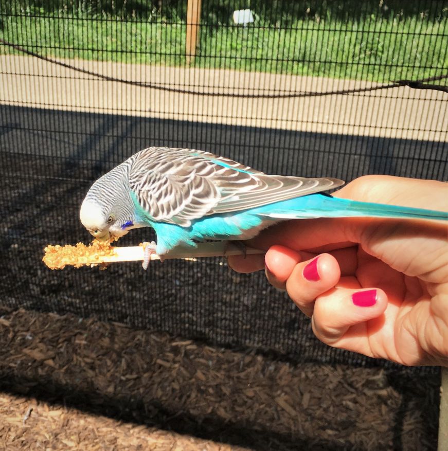 Parkeet feeding at Niabi Zoo, Coal Valley