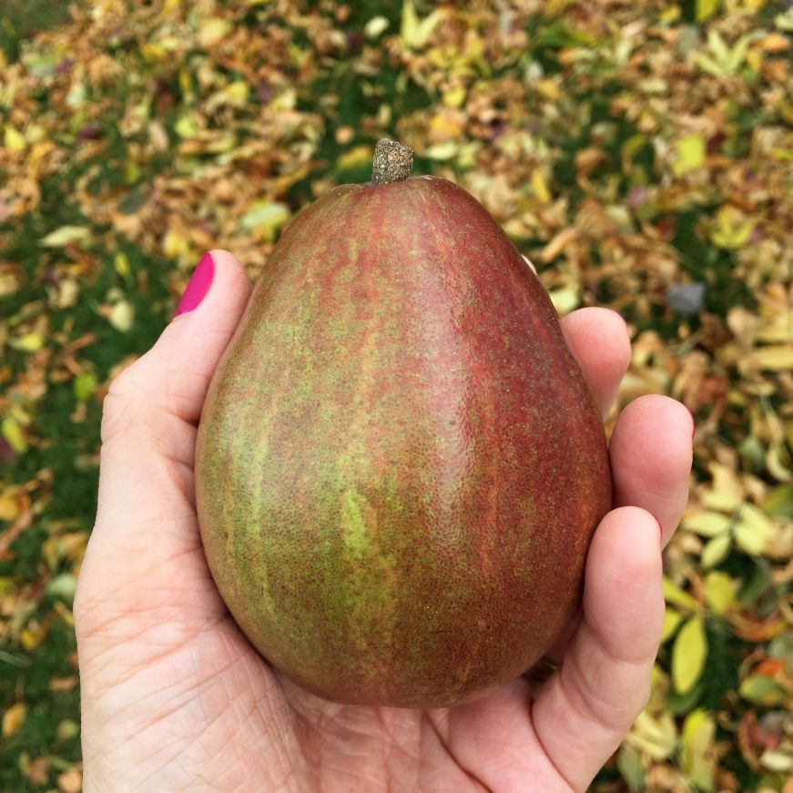 Pear in hand with fall foliage