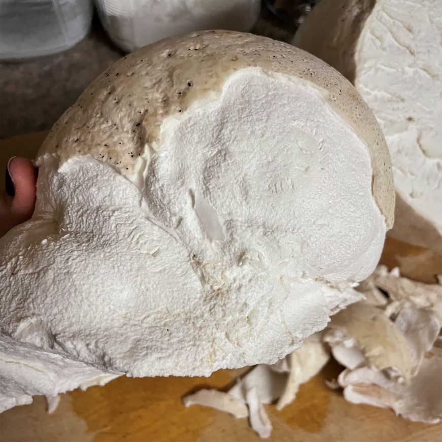 Puffball mushroom half with some of the beige outer layer removed