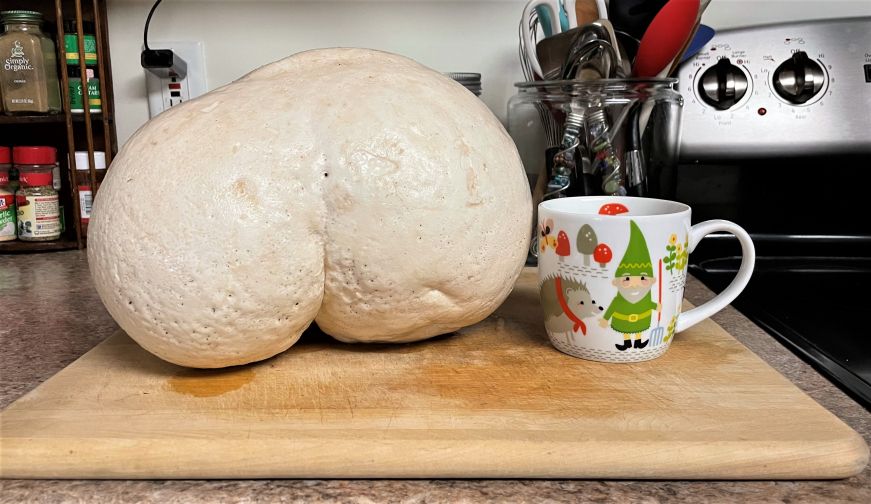 12-inch long puffball mushroom sitting on a wooden cutting board, with a coffee cup beside it for scale