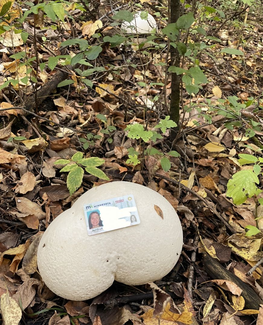 Giant puffball mushroom approximately 12 inches long in the woods with a driver's license sitting on top of it for scale