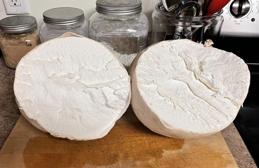 Giant puffball mushroom cut in half, exposing a fluffy white interior