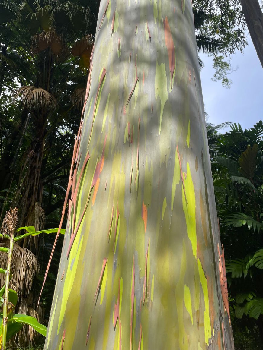 Tree with strips of brown, red, yellow, and green bark