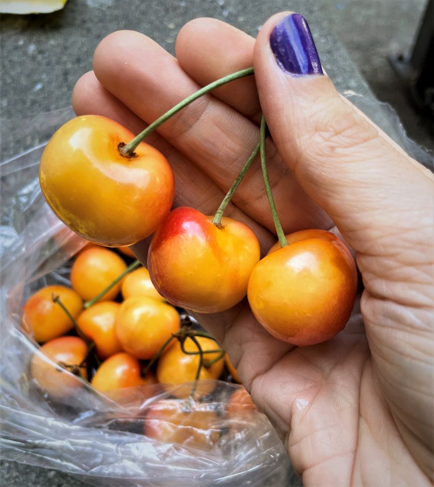 Rainier cherries, Pike Place Market Hand holding cluster of three yellow cherries with red accents