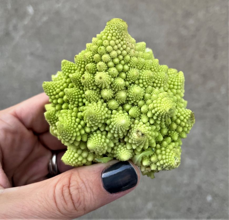 Hand holding a small head of romanesco