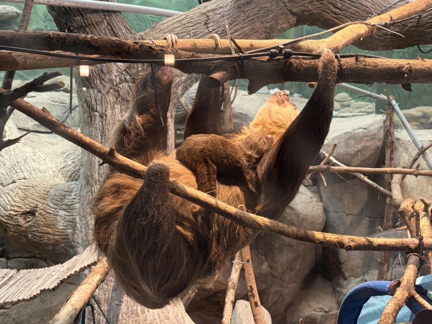 Sloth hanging from a tree branch with a baby sloth on her stomach