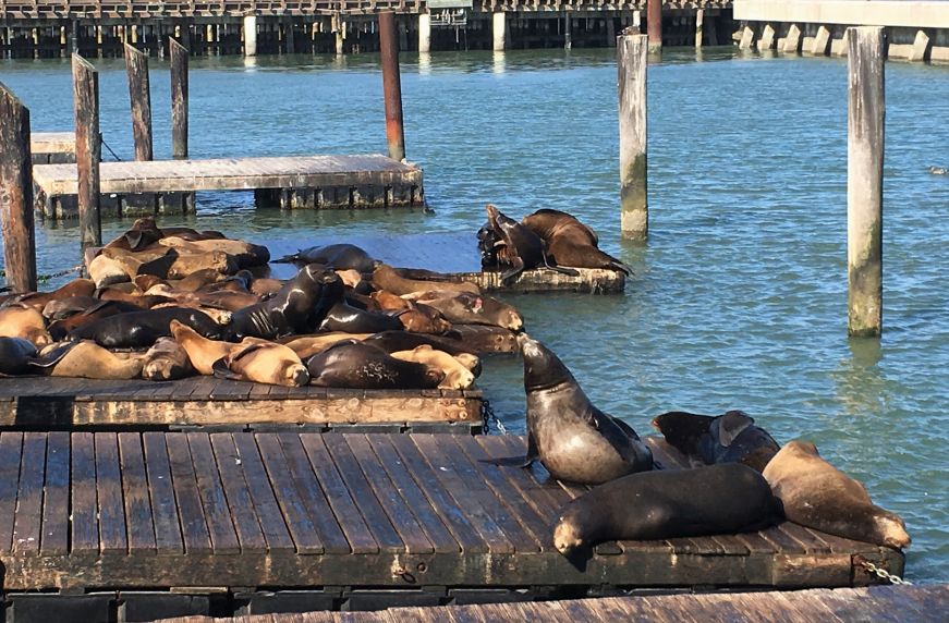 Sea lions at Pier 39, Fisherman's Wharf, San Francisco