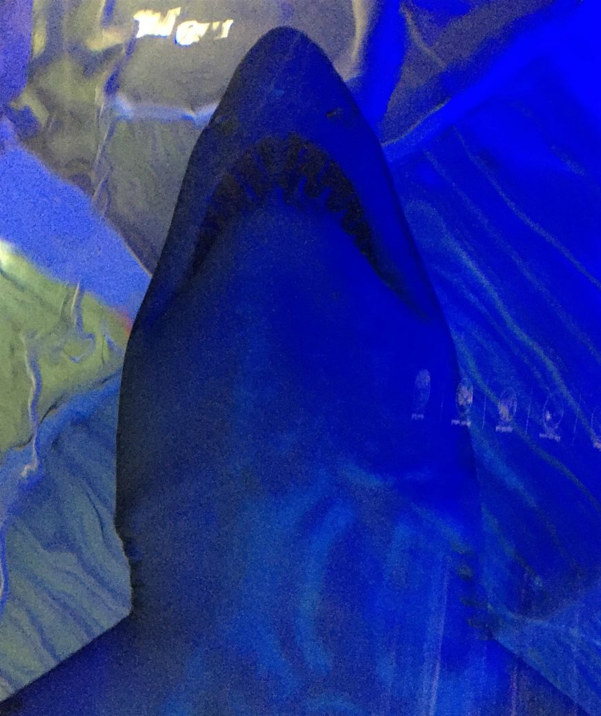 View of the underside of a shark, Sea Life Aquarium, Mall of America