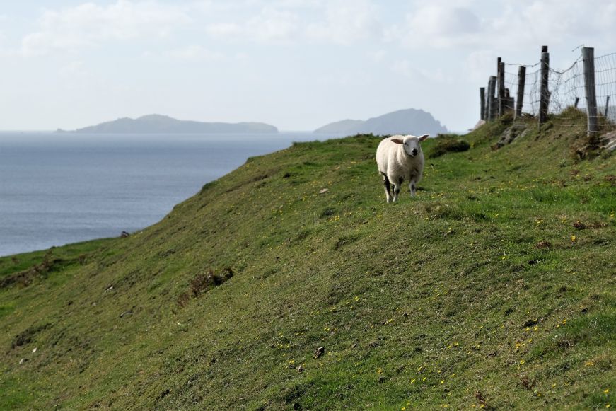 Sheep on a green hillside with ocean in the background