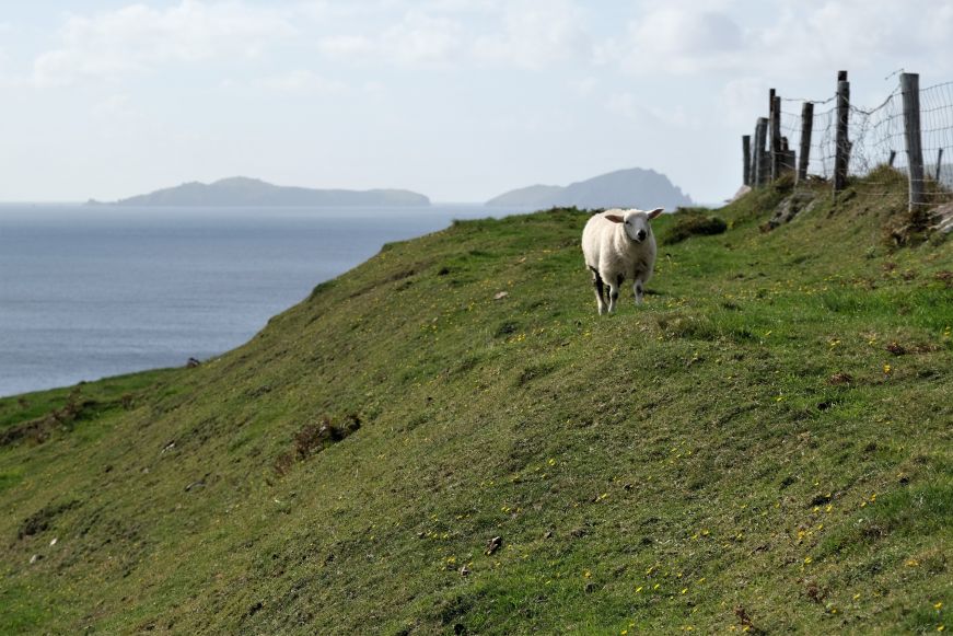 Sheep on a green hillside with ocean in the background