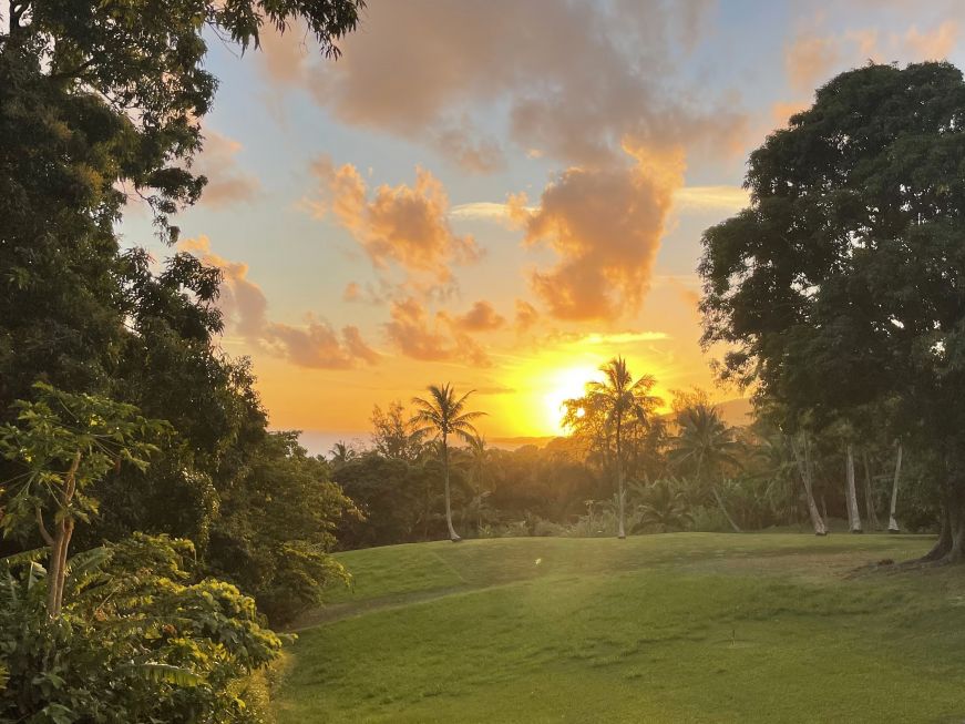 View of palm trees with sunset in the background