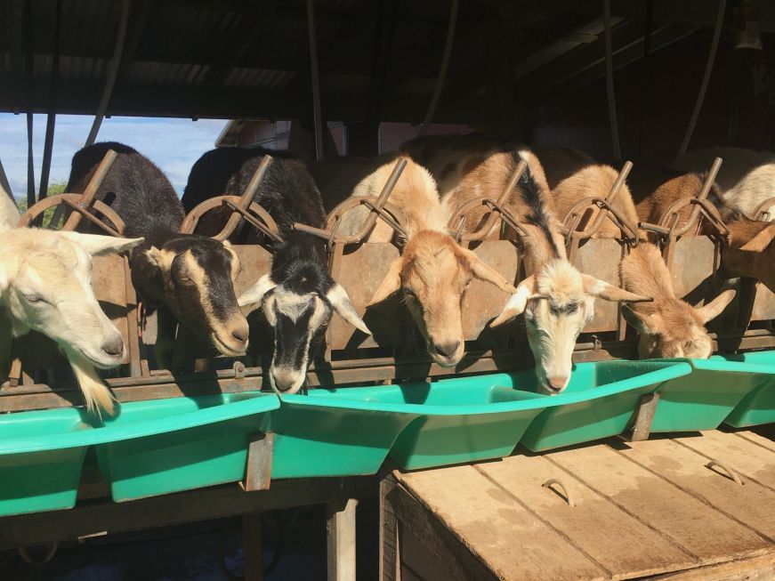 Row of dairy goats at a feeding trough