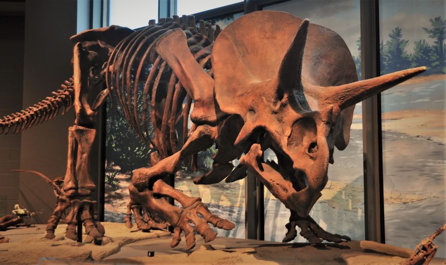 Triceratops fossil, North Dakota Heritage Center and State Museum, Bismarck Triceratops fossil, North Dakota Heritage Center and State Museum, Bismarck