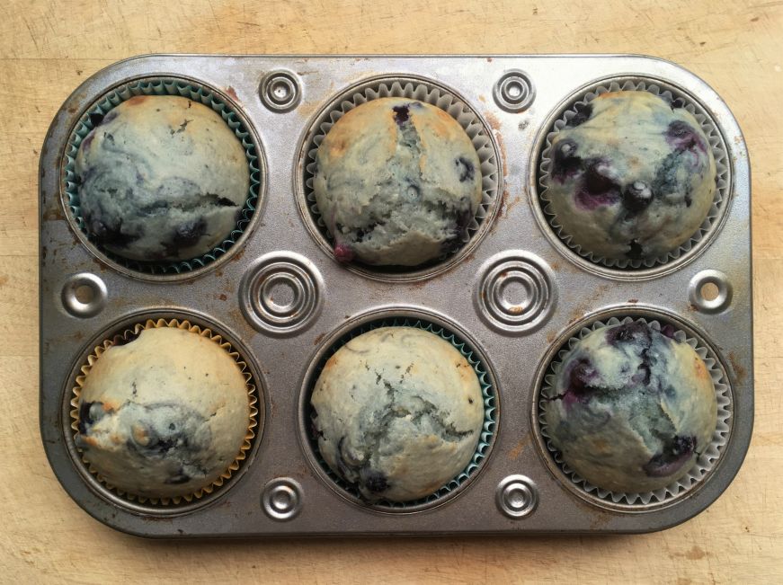 Wild blueberry muffins in a muffin tin