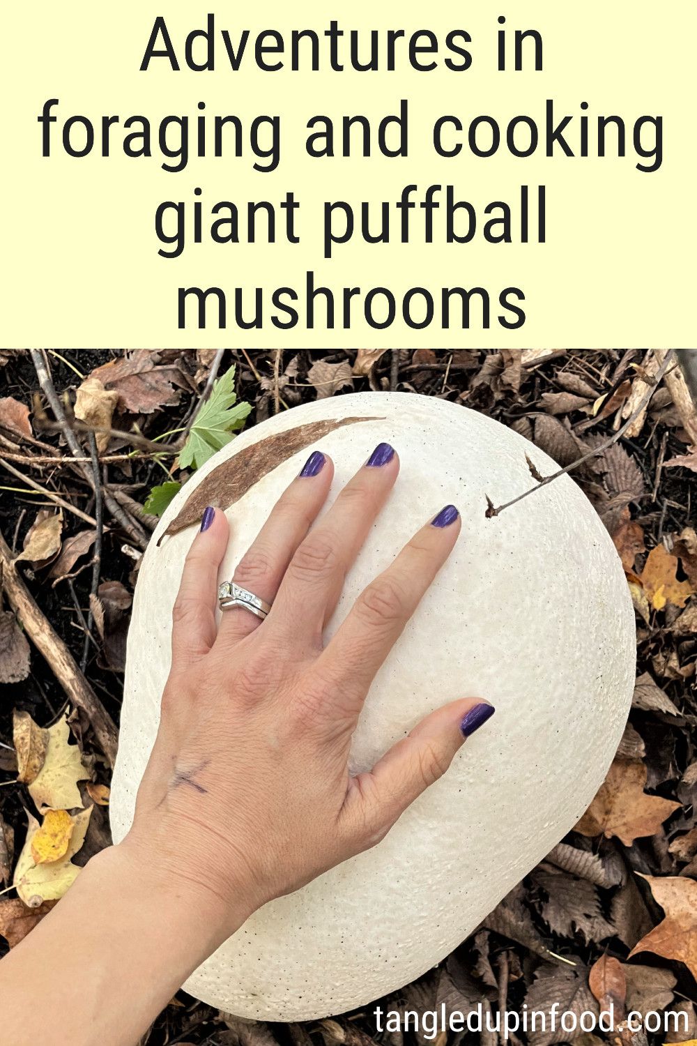 Hand on top of giant puffball mushroom with text reading "Adventures in foraging and cooking giant puffball mushrooms"
