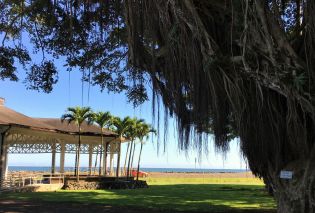Banyan tree in foreground with pavilion and ocean in background, downtown Hilo, Hawaii