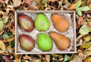 Pears with Fall Foliage