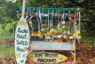 Fruit stand stocked with bananas and citrus fruits